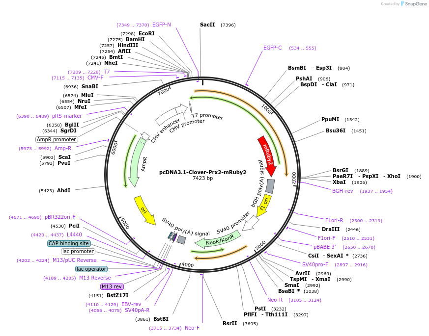 117906-plasmid-map-sequence-id-236161