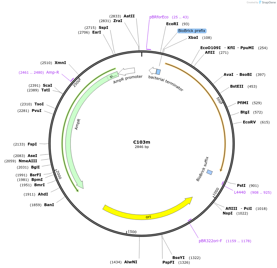 121007-plasmid-map-sequence-id-236162