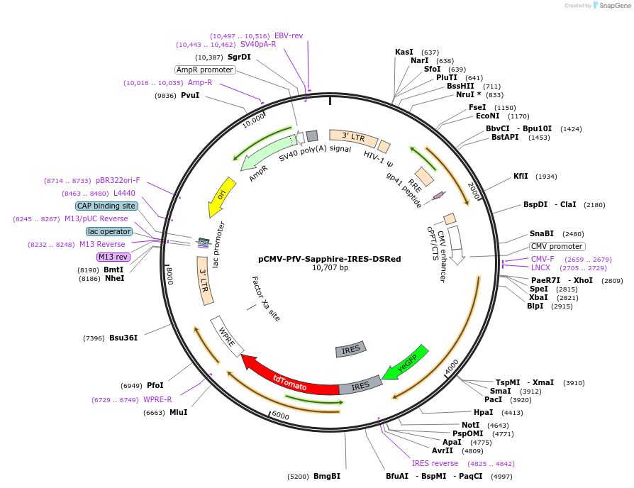 116934-plasmid-map-sequence-id-236171