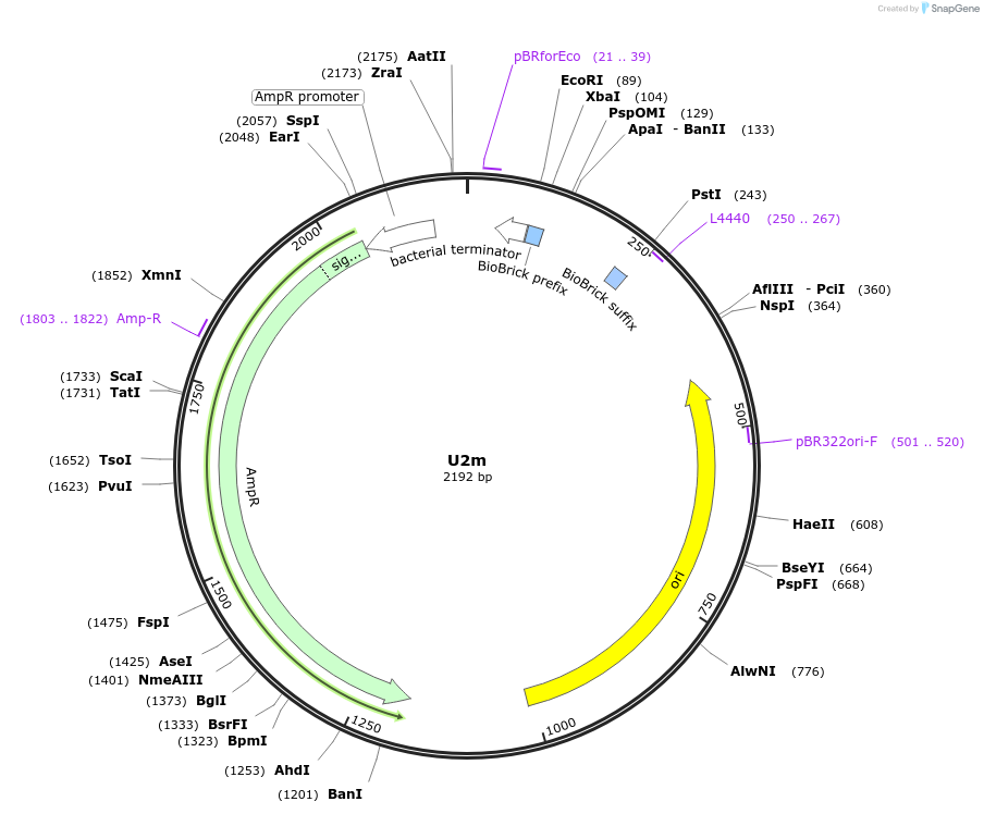 121015-plasmid-map-sequence-id-236174
