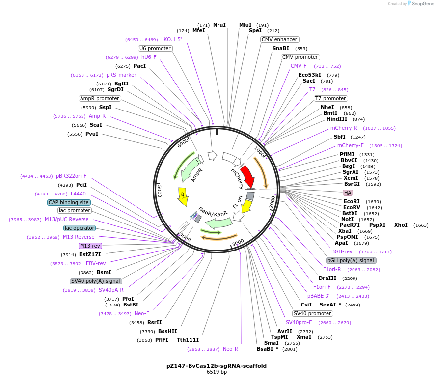 122447-plasmid-map-sequence-id-236177