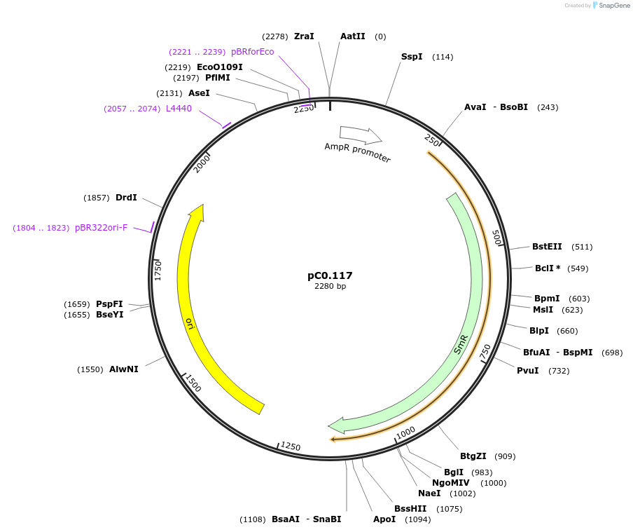119613-plasmid-map-sequence-id-236281