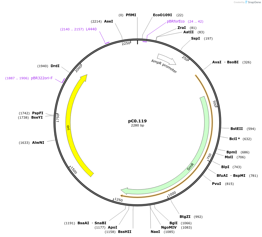 119615-plasmid-map-sequence-id-236304