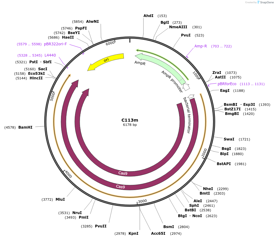 121012-plasmid-map-sequence-id-236320