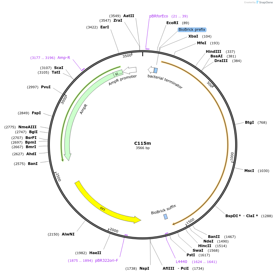 121014-plasmid-map-sequence-id-236321