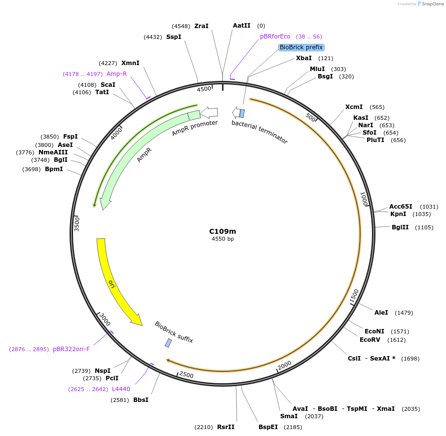 121011-plasmid-map-sequence-id-236323