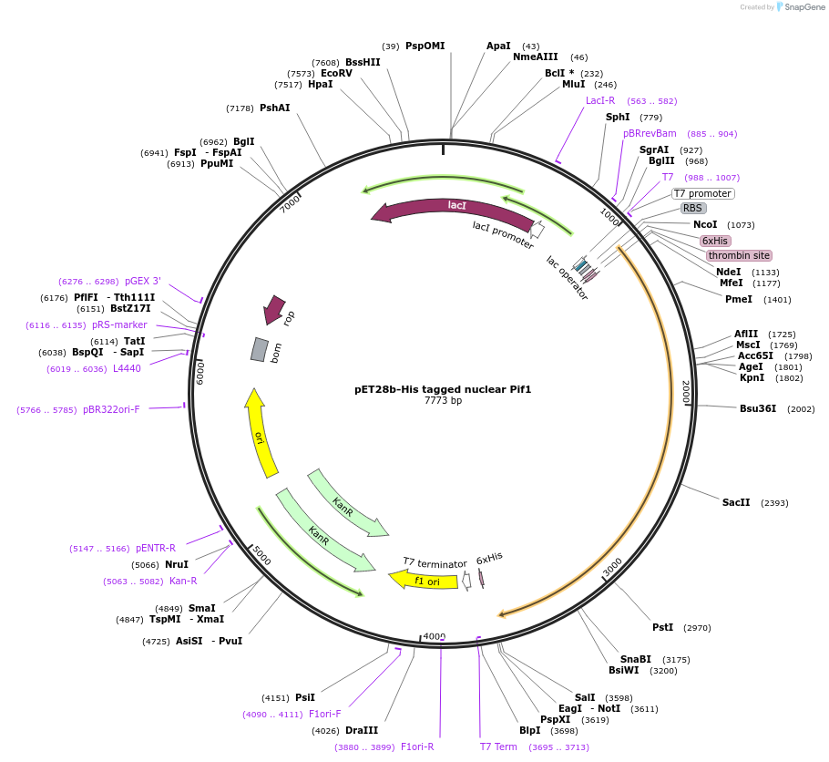 65047-plasmid-map-sequence-id-236326