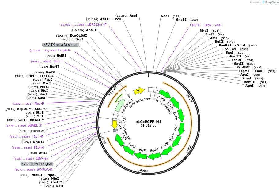 122170-plasmid-map-sequence-id-236330