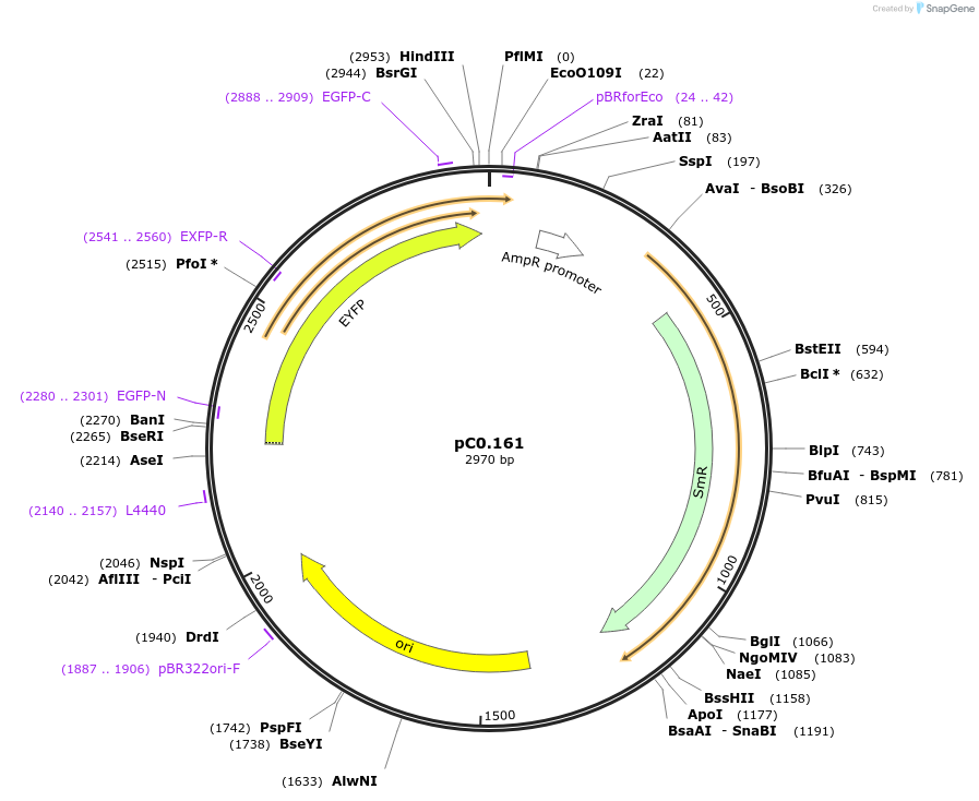 119620-plasmid-map-sequence-id-236333