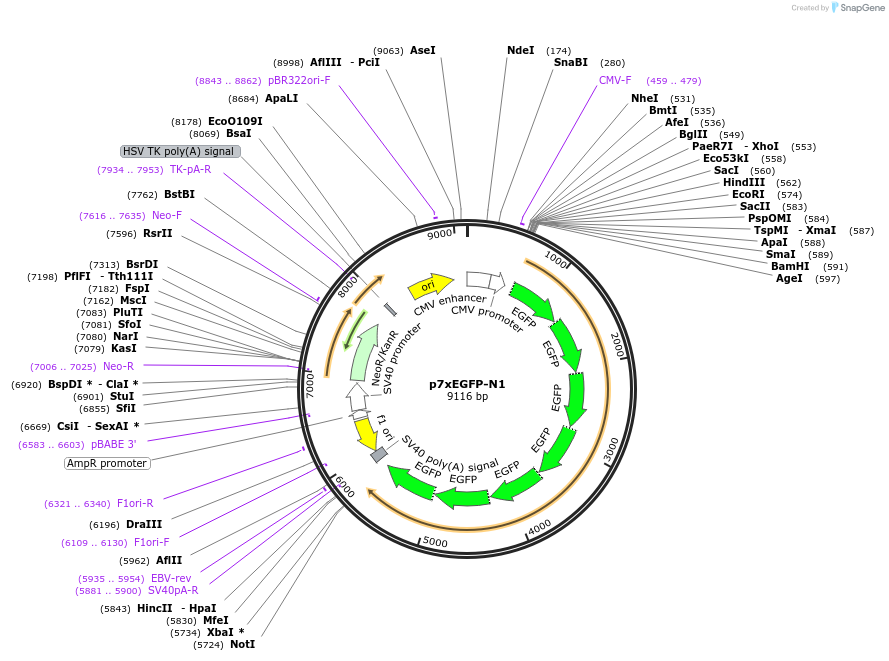 122167-plasmid-map-sequence-id-236335
