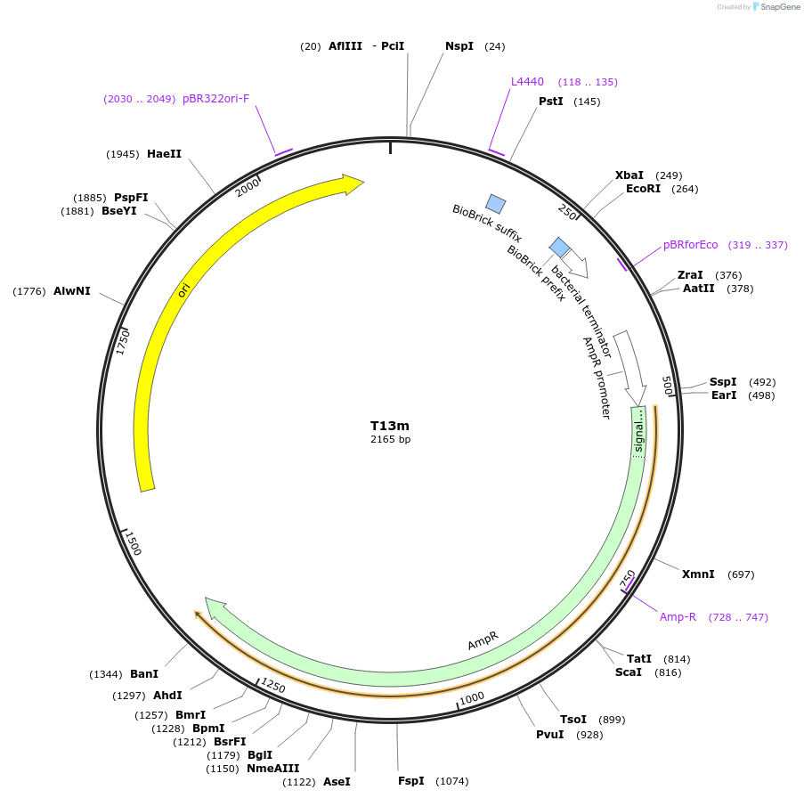 121032-plasmid-map-sequence-id-236342