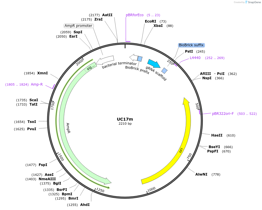 121039-plasmid-map-sequence-id-236352