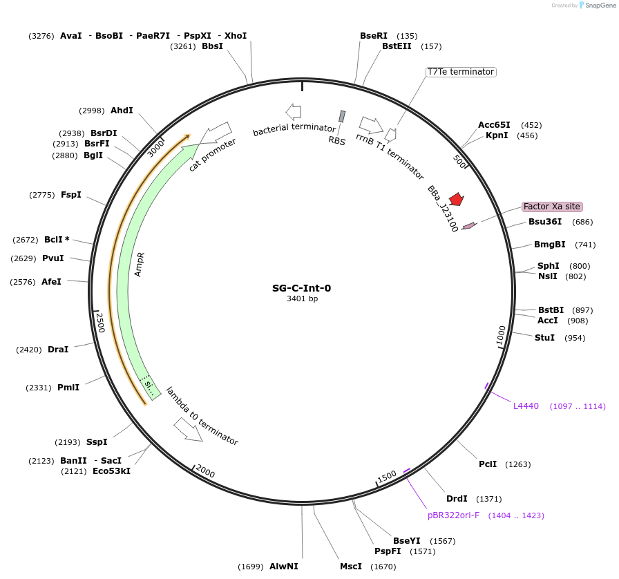 117029-plasmid-map-sequence-id-236366