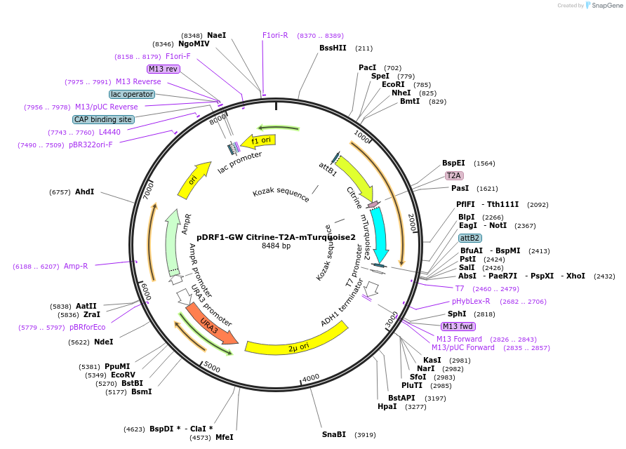 118424-plasmid-map-sequence-id-236368