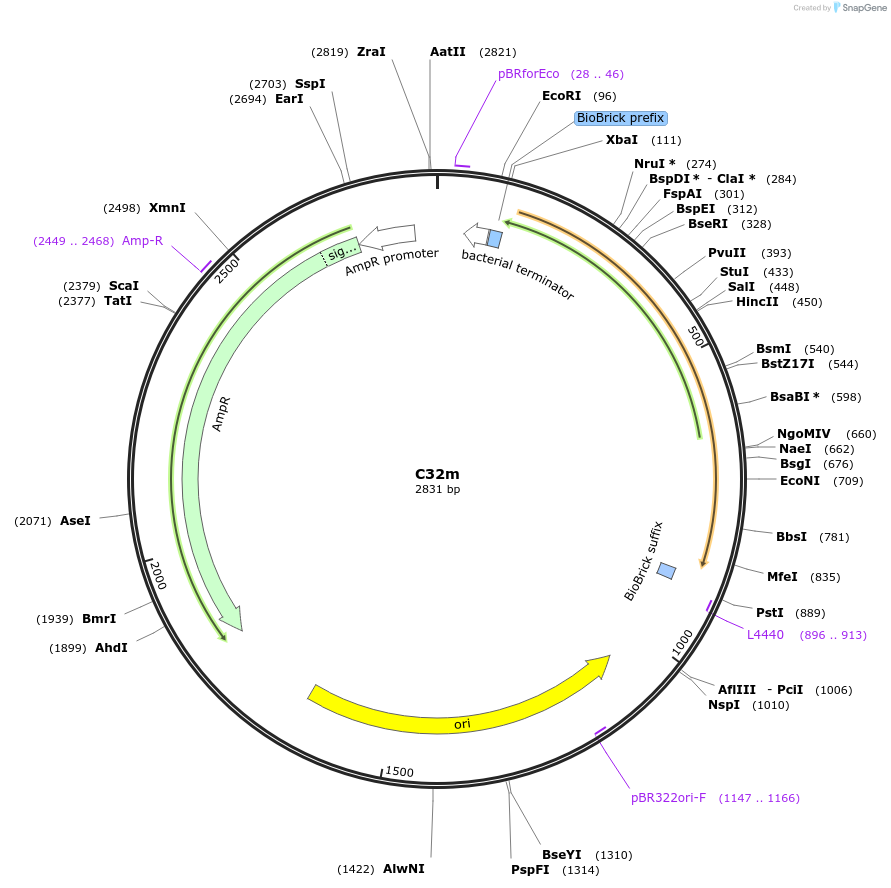120967-plasmid-map-sequence-id-236380