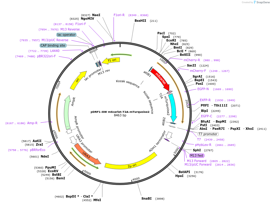 118431-plasmid-map-sequence-id-236385