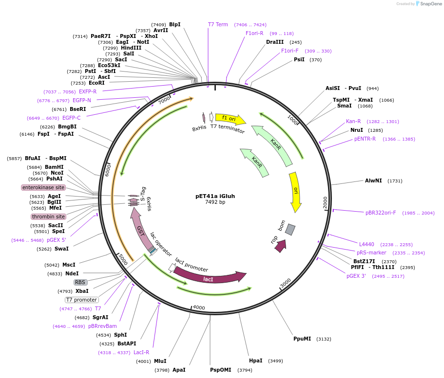 119830-plasmid-map-sequence-id-236388