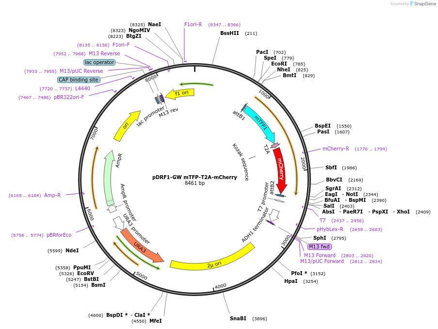 118432-plasmid-map-sequence-id-236389