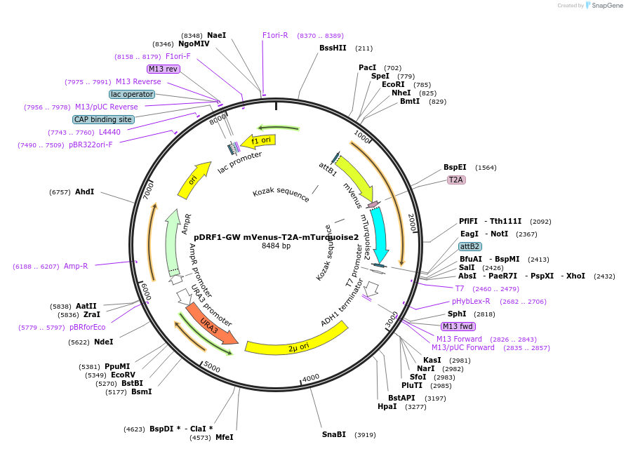 118434-plasmid-map-sequence-id-236392
