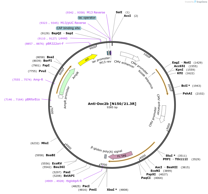 114516-plasmid-map-sequence-id-236889