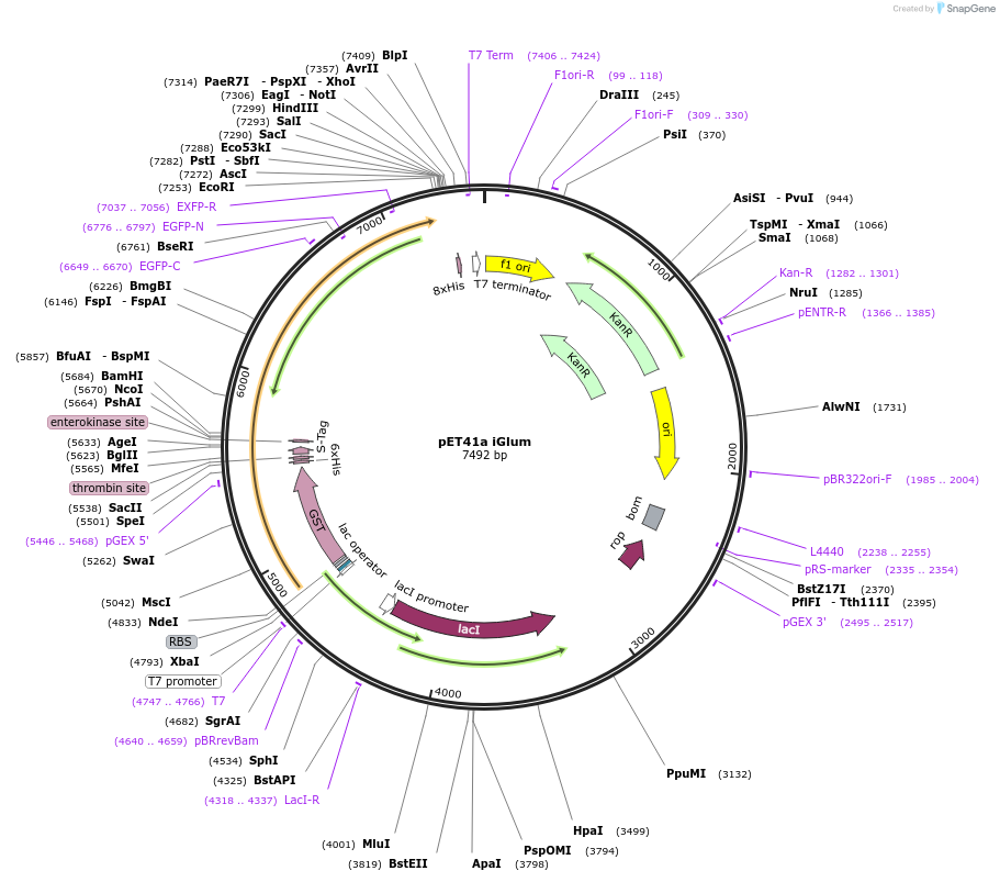 119829-plasmid-map-sequence-id-236908