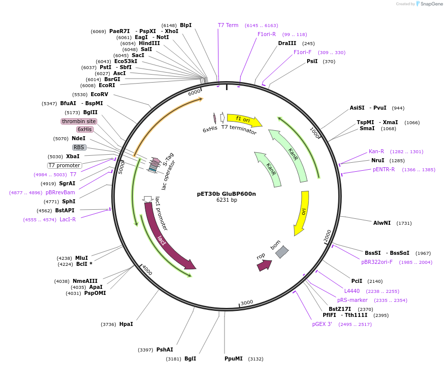 119835-plasmid-map-sequence-id-236910