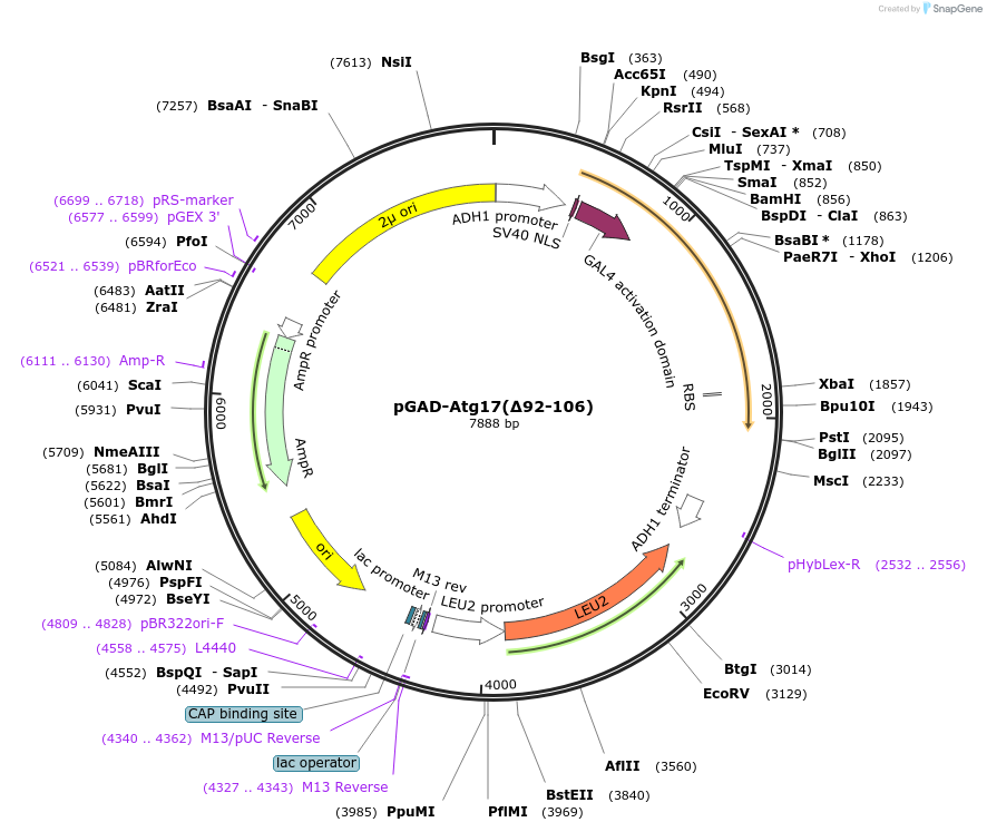 121517-plasmid-map-sequence-id-236914