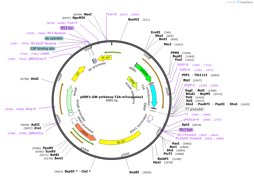 118443-plasmid-map-sequence-id-236916