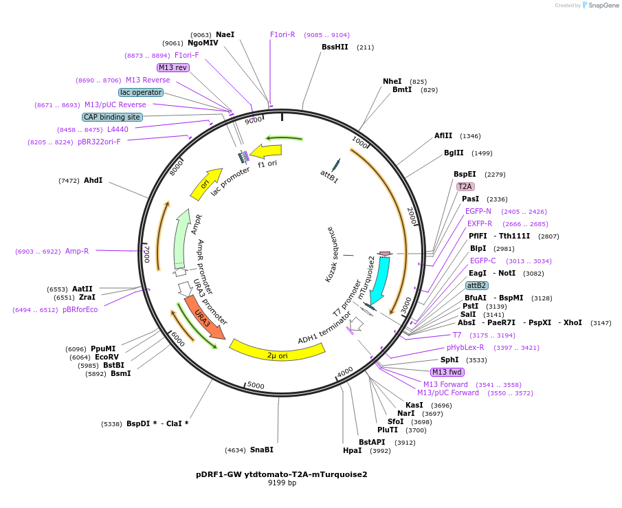 118451-plasmid-map-sequence-id-236942