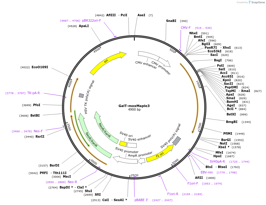 120884-plasmid-map-sequence-id-236952