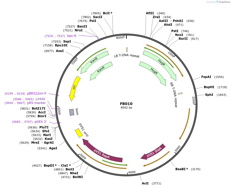 119708-plasmid-map-sequence-id-236964