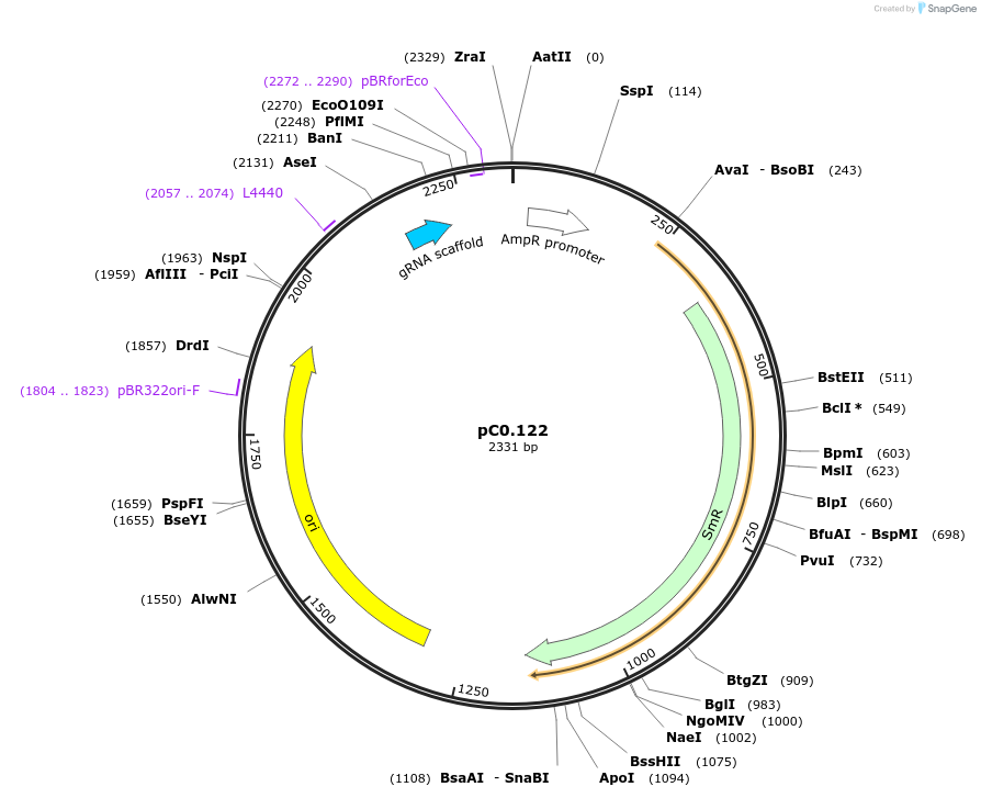 119629-plasmid-map-sequence-id-236996