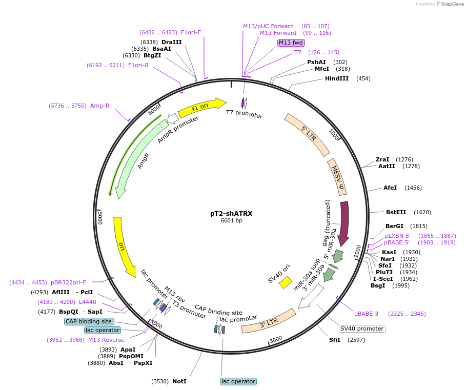 124258-plasmid-map-sequence-id-237010
