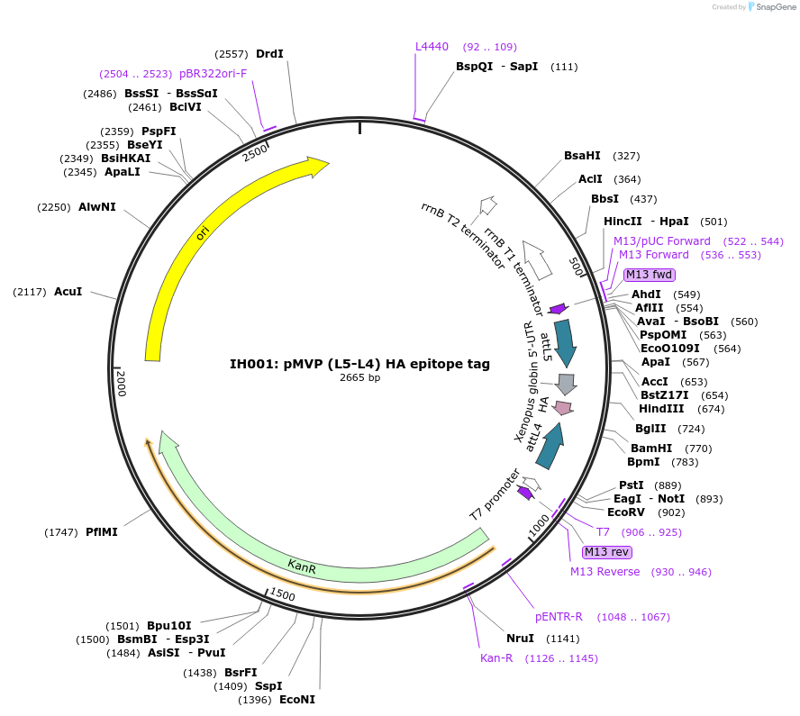 121699-plasmid-map-sequence-id-237021
