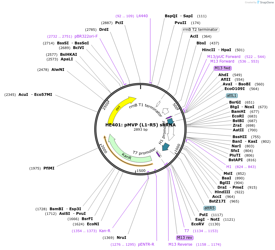 121698-plasmid-map-sequence-id-237024