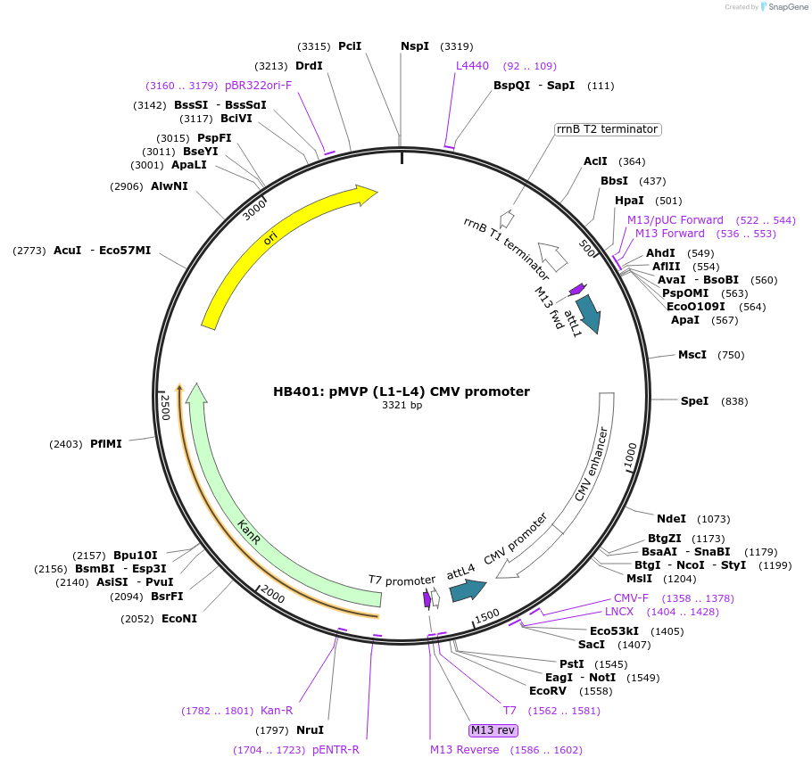 121686-plasmid-map-sequence-id-237025
