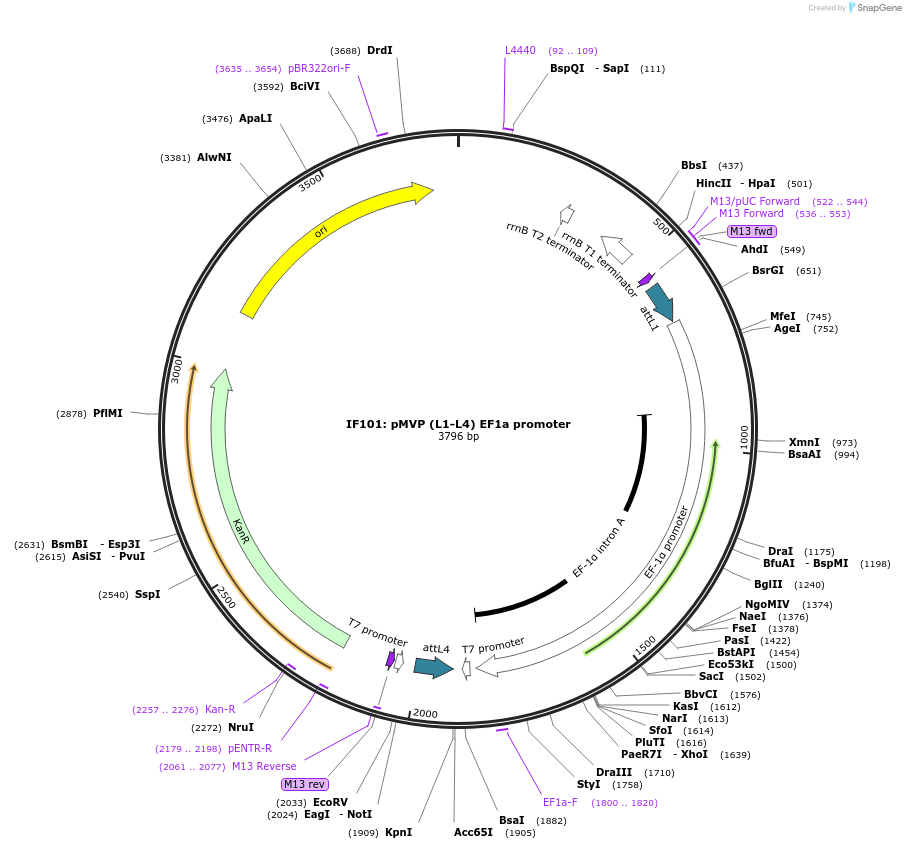 121687-plasmid-map-sequence-id-237026