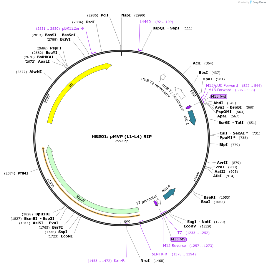 121688-plasmid-map-sequence-id-237027