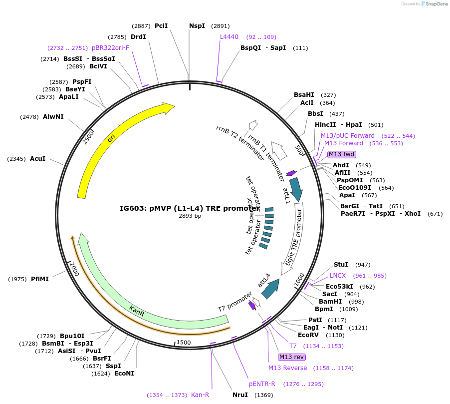121691-plasmid-map-sequence-id-237028