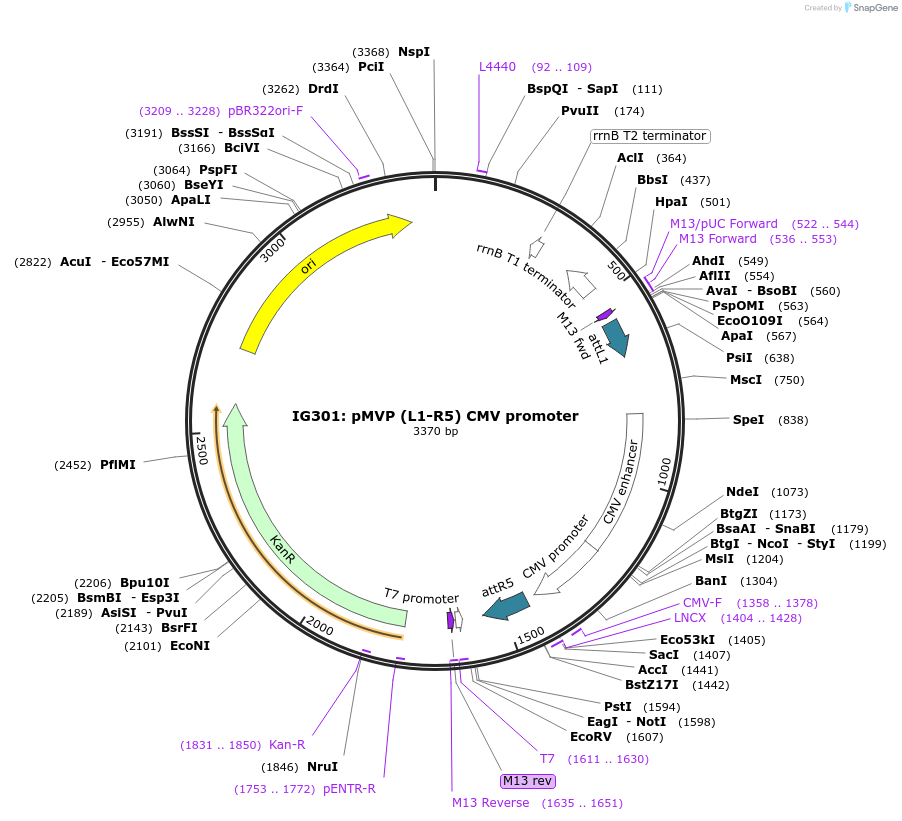 121692-plasmid-map-sequence-id-237030