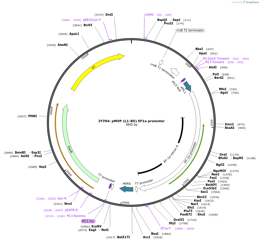 121693-plasmid-map-sequence-id-237033