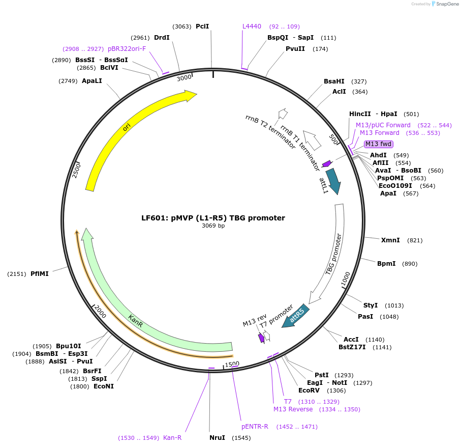 121695-plasmid-map-sequence-id-237044