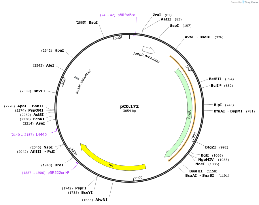 119640-plasmid-map-sequence-id-237047