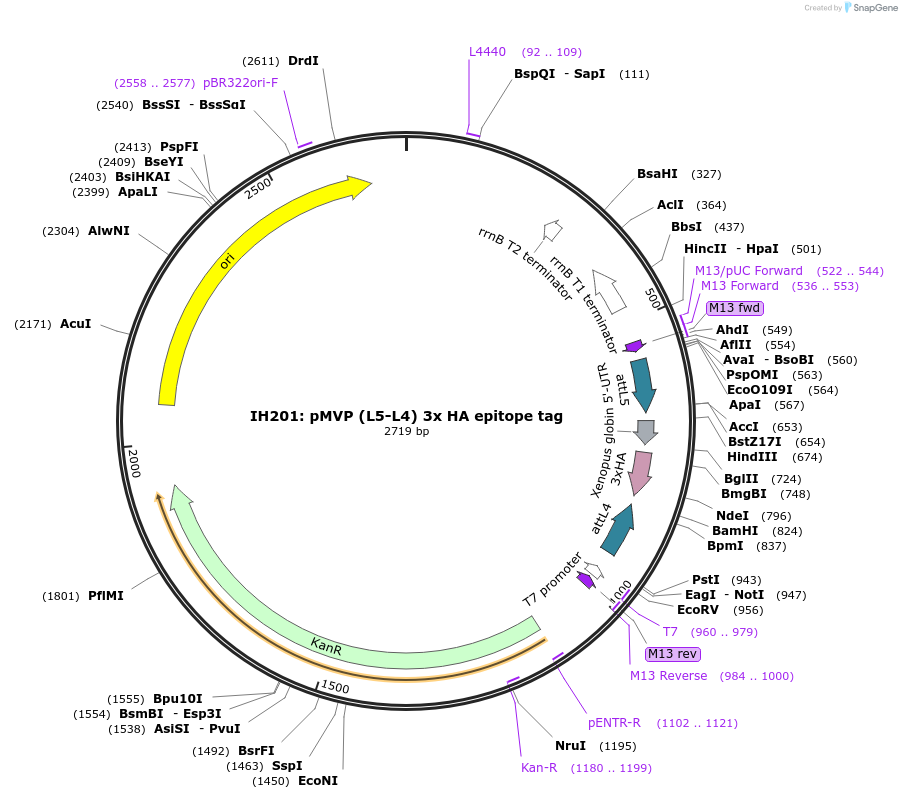 121700-plasmid-map-sequence-id-237048