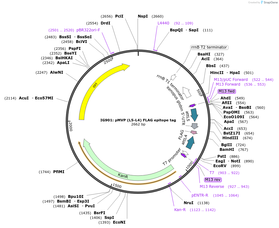 121701-plasmid-map-sequence-id-237051