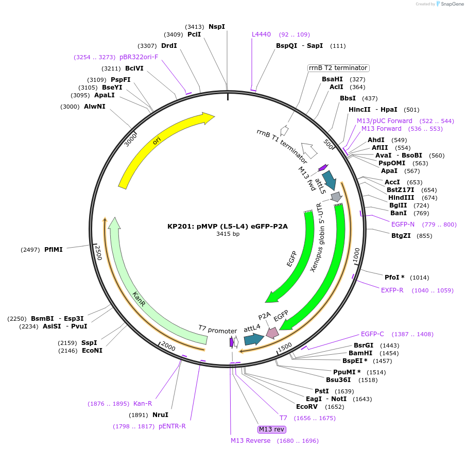 121708-plasmid-map-sequence-id-237057