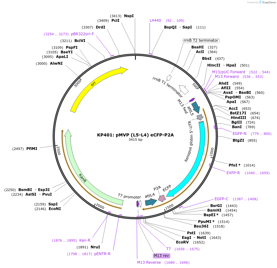 121712-plasmid-map-sequence-id-237065
