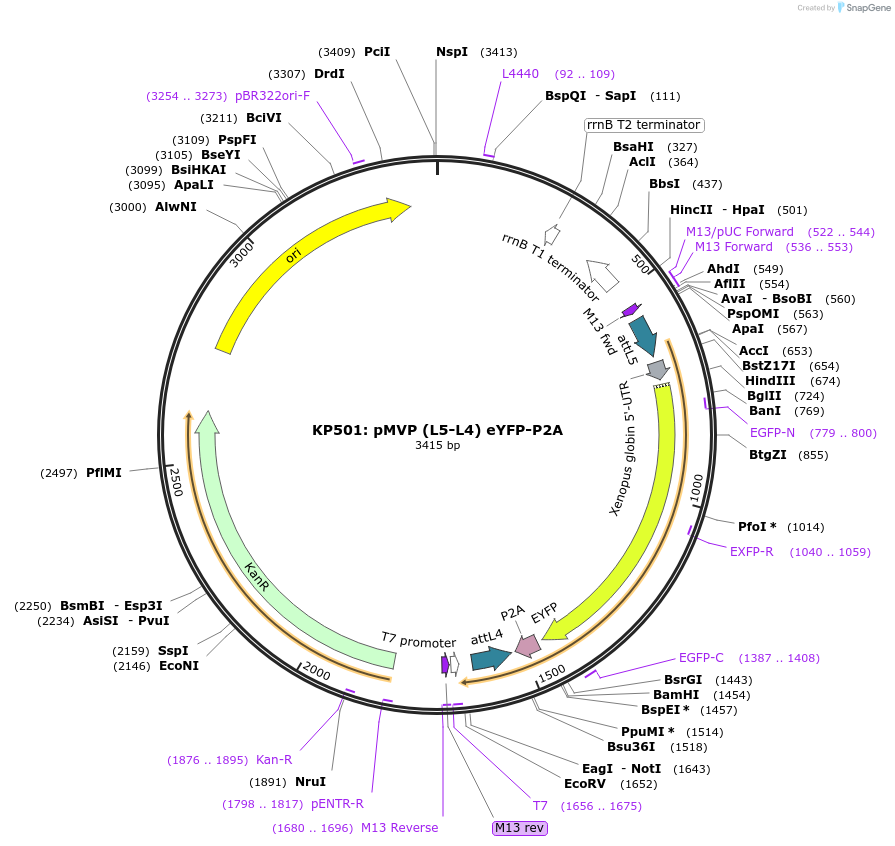 121714-plasmid-map-sequence-id-237068