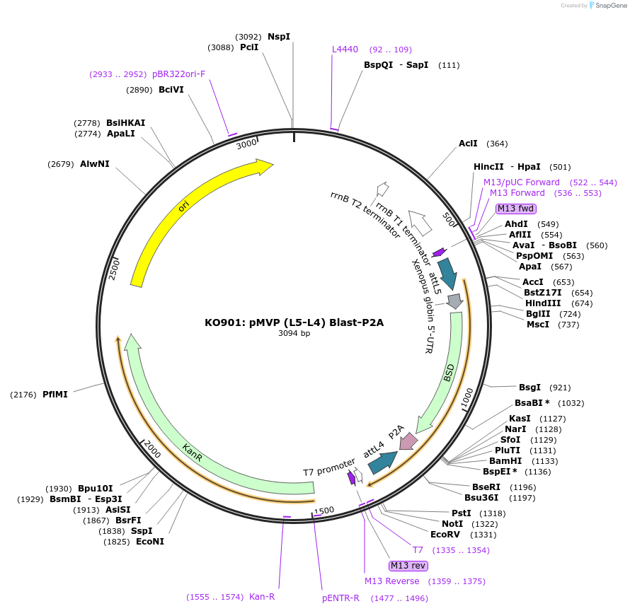 121715-plasmid-map-sequence-id-237069