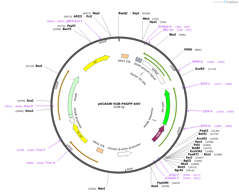 33000-plasmid-map-sequence-id-237072